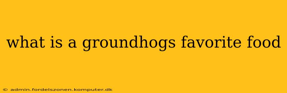 what is a groundhogs favorite food