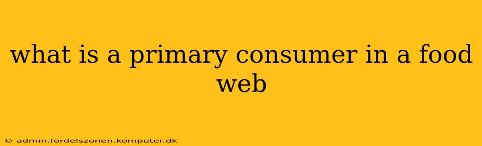 what is a primary consumer in a food web