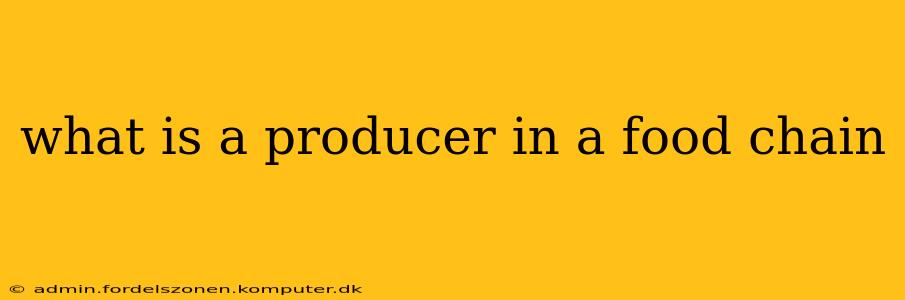 what is a producer in a food chain