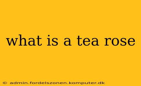 what is a tea rose