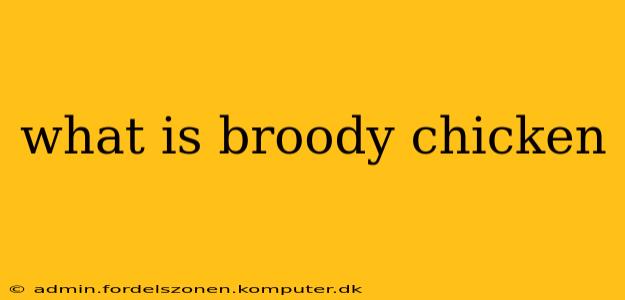 what is broody chicken