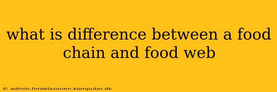 what is difference between a food chain and food web