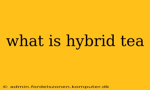 what is hybrid tea