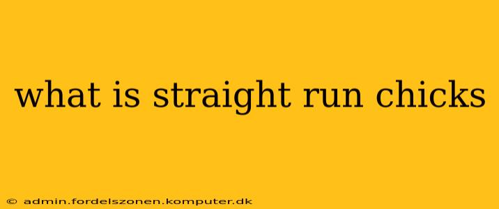 what is straight run chicks