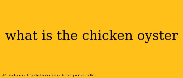 what is the chicken oyster