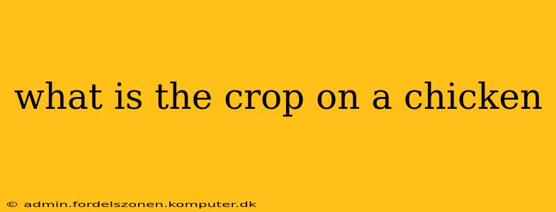 what is the crop on a chicken