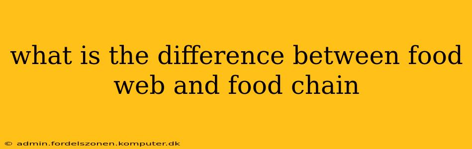 what is the difference between food web and food chain