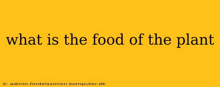 what is the food of the plant