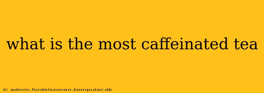 what is the most caffeinated tea