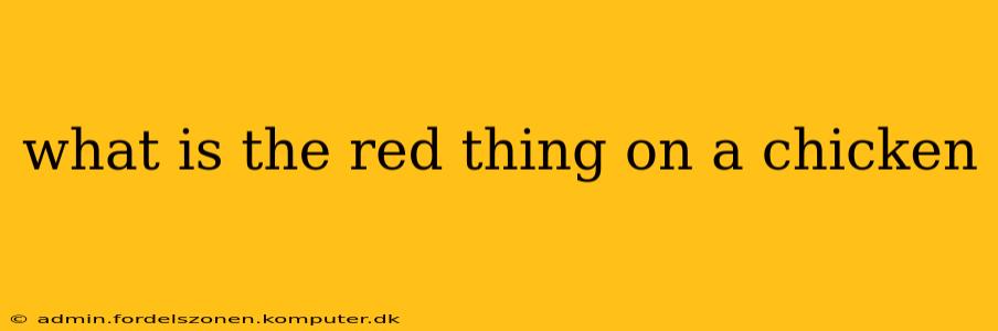 what is the red thing on a chicken