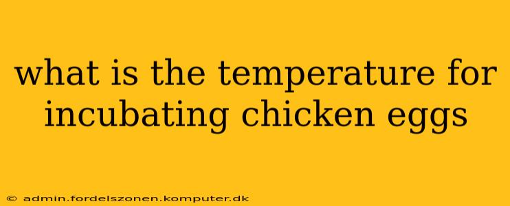 what is the temperature for incubating chicken eggs