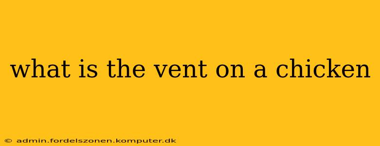what is the vent on a chicken