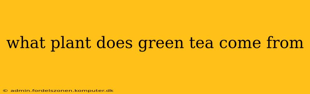 what plant does green tea come from