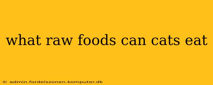 what raw foods can cats eat