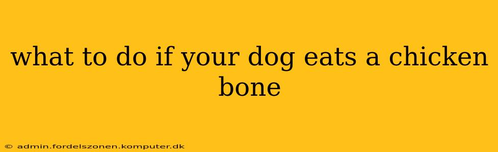 what to do if your dog eats a chicken bone