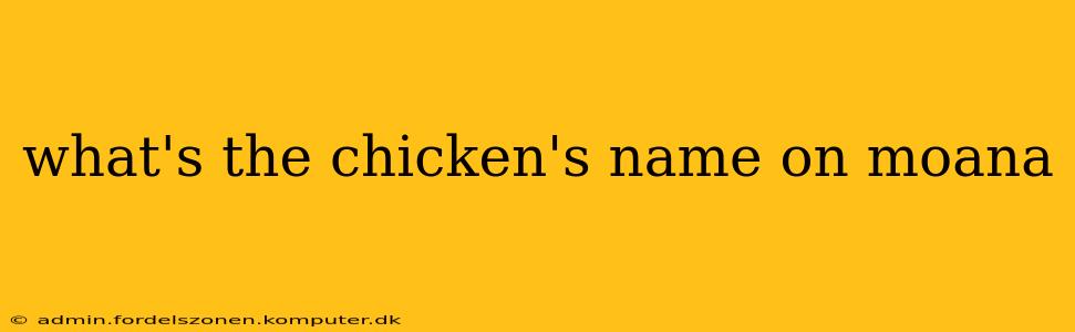 what's the chicken's name on moana