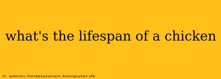 what's the lifespan of a chicken