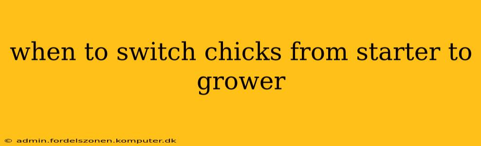 when to switch chicks from starter to grower