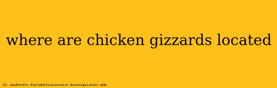 where are chicken gizzards located