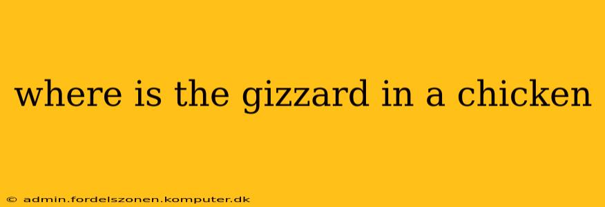 where is the gizzard in a chicken