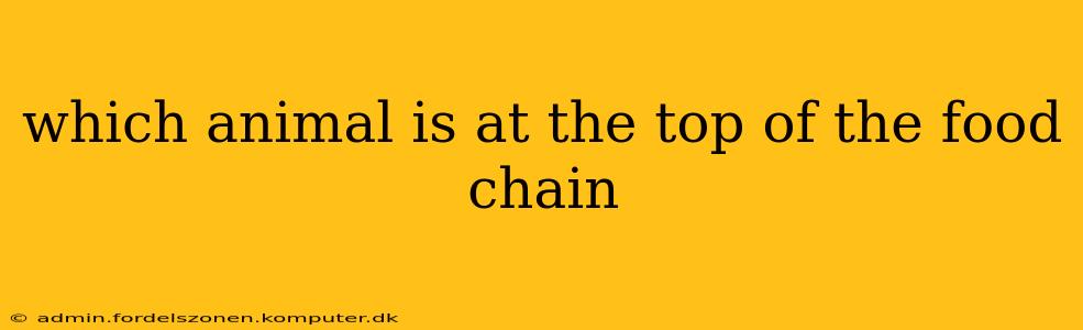 which animal is at the top of the food chain
