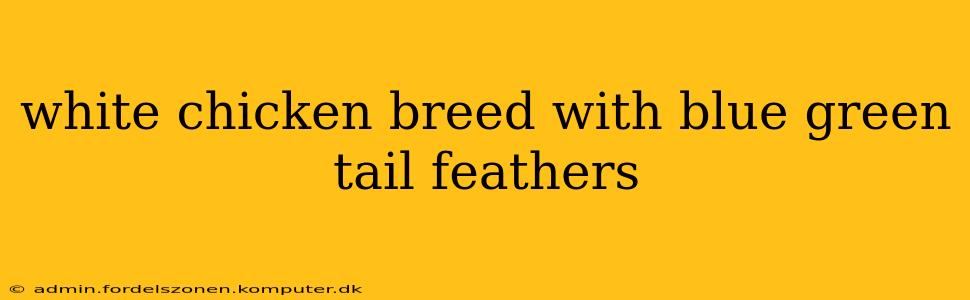 white chicken breed with blue green tail feathers