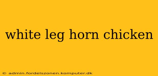 white leg horn chicken