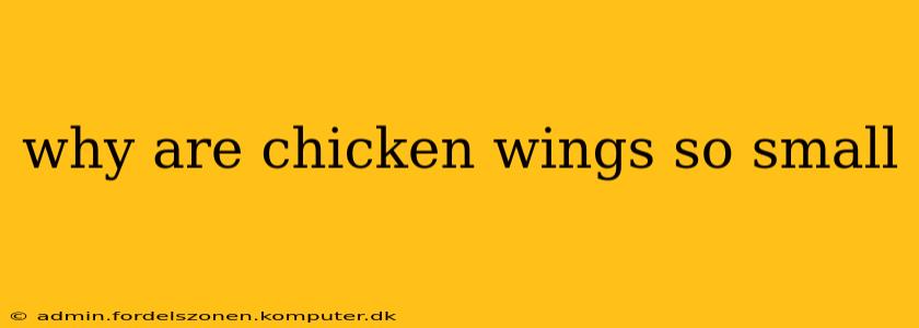why are chicken wings so small