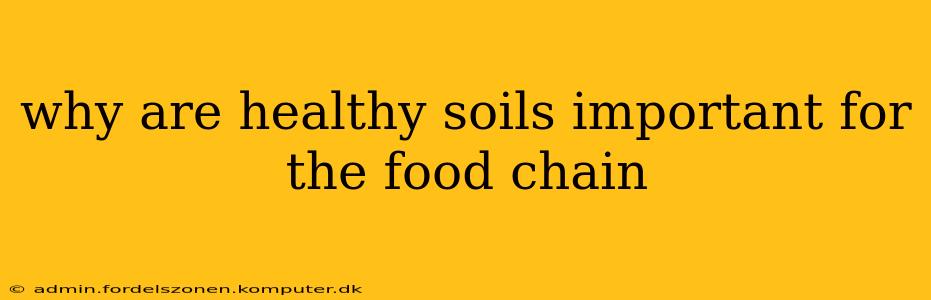 why are healthy soils important for the food chain