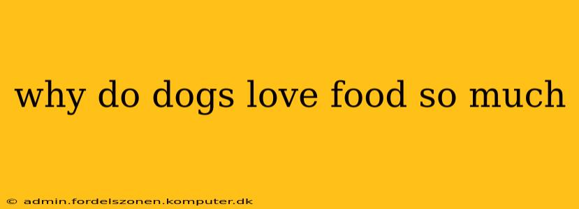 why do dogs love food so much