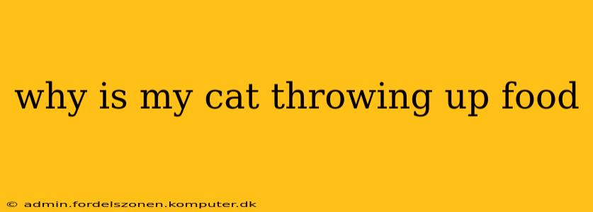 why is my cat throwing up food