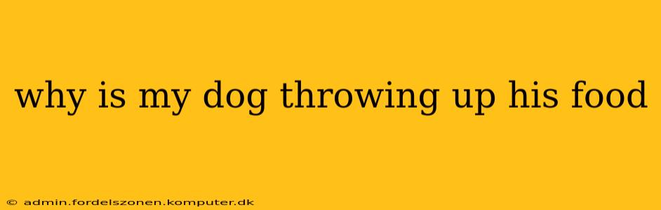why is my dog throwing up his food