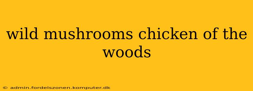 wild mushrooms chicken of the woods