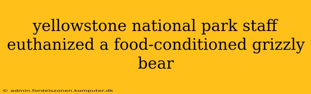 yellowstone national park staff euthanized a food-conditioned grizzly bear